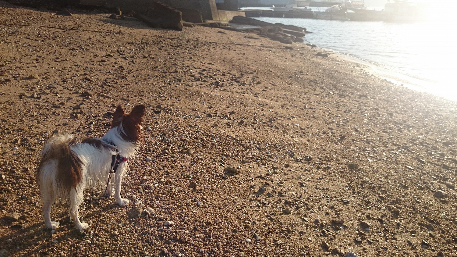 宮島 しまなみ海道旅行 その2 猫 犬生活 In Ca