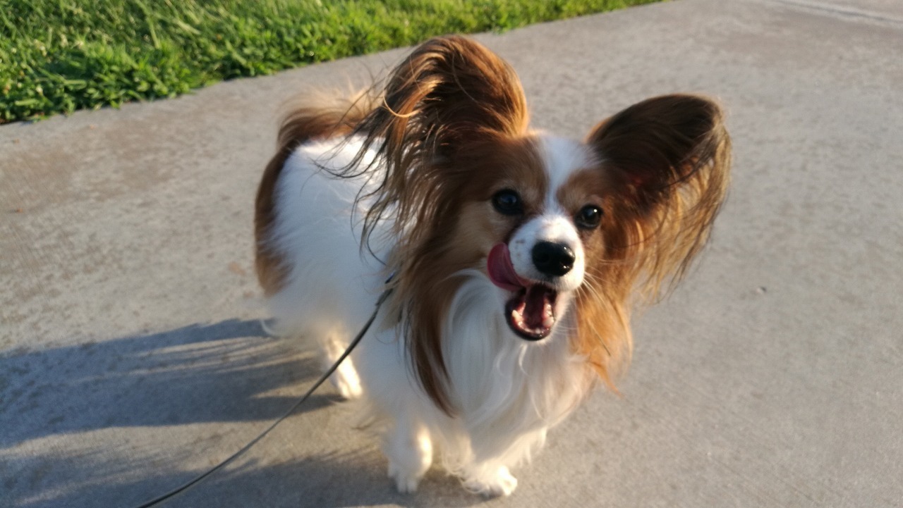 Ca生活 猫 犬生活 In Ca