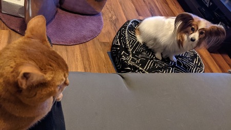 るるともなか 猫 犬生活 In Ca