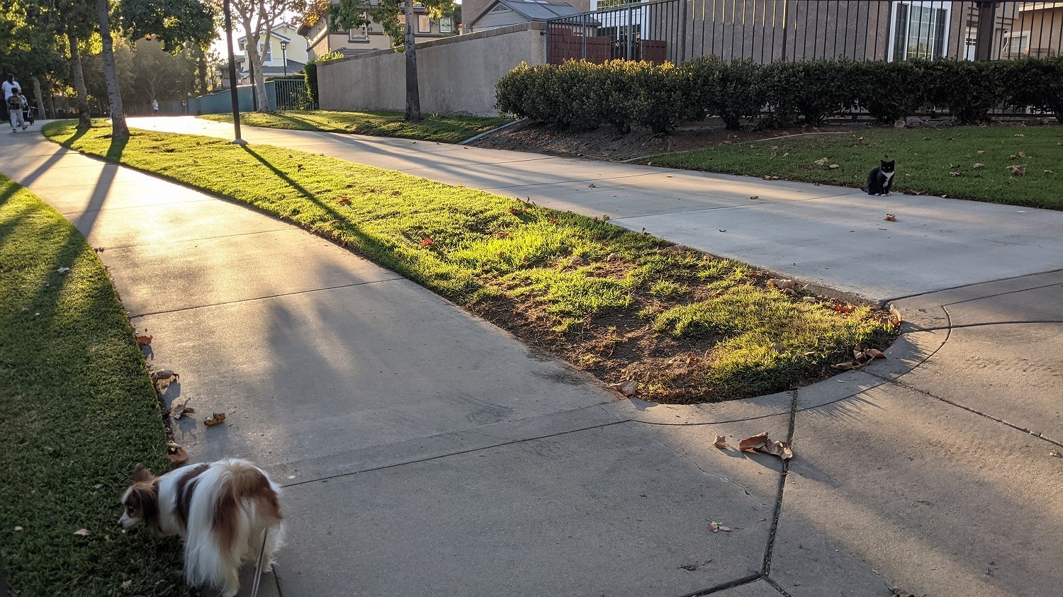 犬もなか 猫 犬生活 In Ca